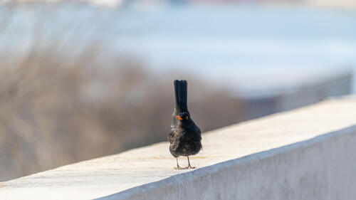 Blackbird landed